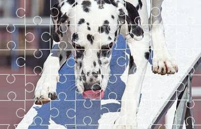 Izazov: Imaš li strpljenja složiti 48 puzzli u sliku dalmatinera?