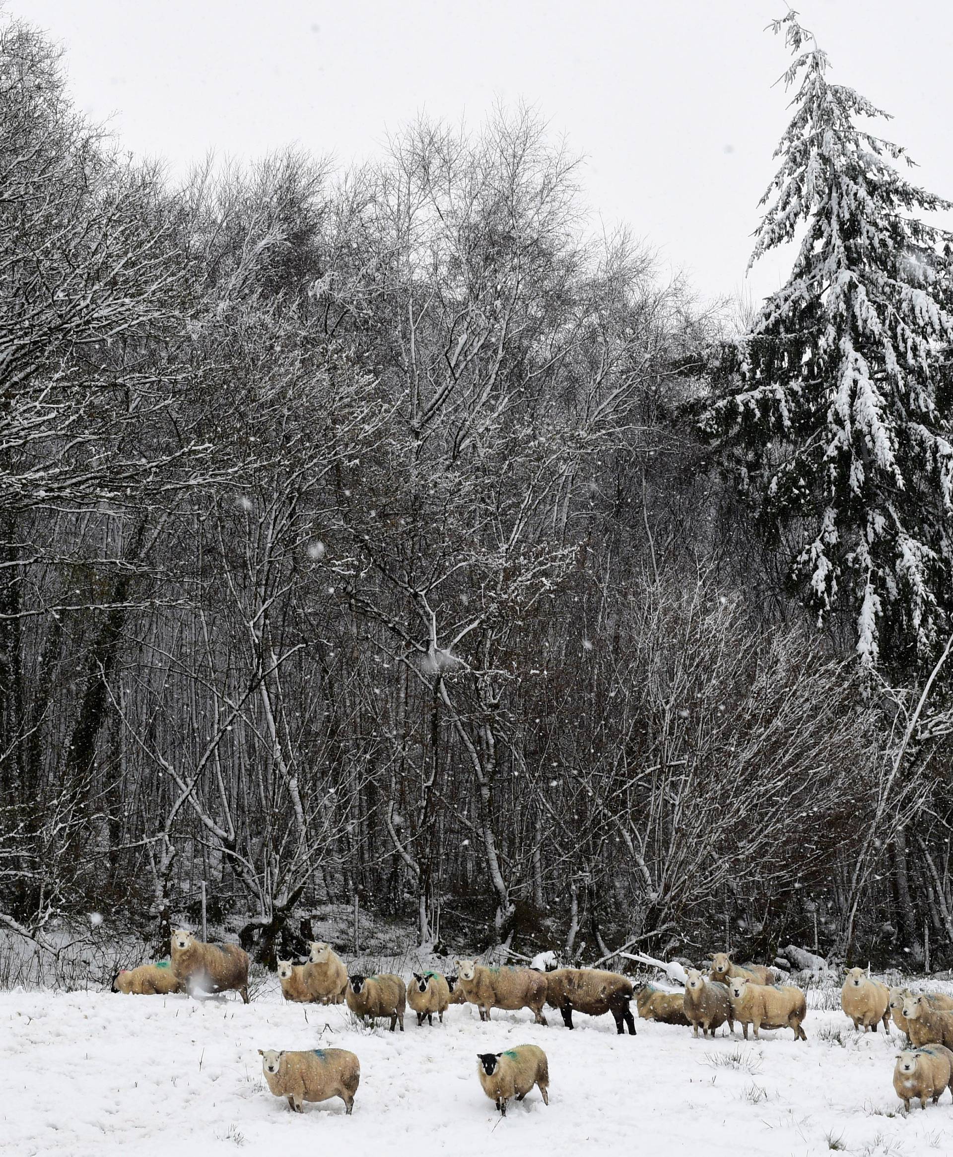 Heavy snow falls on sheep in the hills near Sennybridge