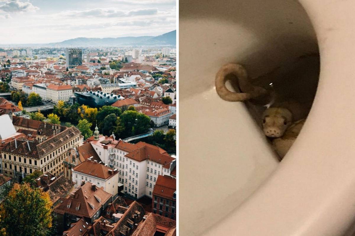Strava u Grazu: Piton zgrabio muškarca za penis na wc-u