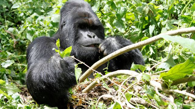 An endangered silverback mountain gorilla from the Nyakamwe-Bihango family feeds within the forest in Virunga national park near Goma