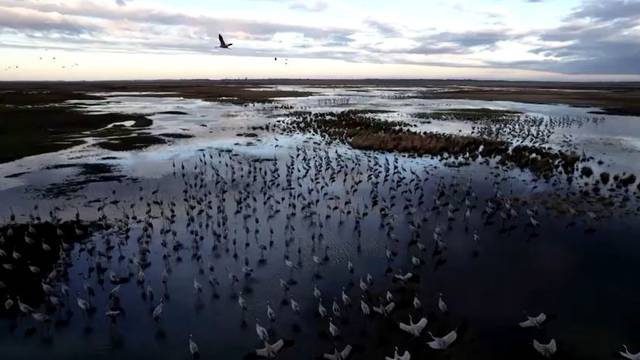 VIDEO: Ždralovi su već trebali letjeti za Afriku, ali zbog toplog vremena ostali su u Mađarskoj