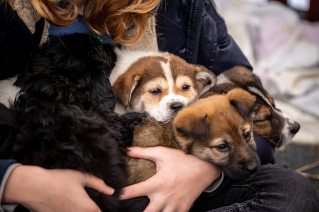 I psići vole advent: Preslatke fotke štenaca koji traže dom