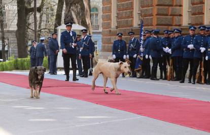 Umjesto predsjednika crvenim tepihom prošetali psi lutalice