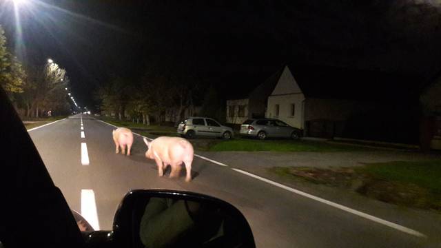 Pobjegle u život: Jesu li svinje kod Osijeka 'nanjušile' kolinje?