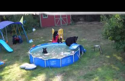 Medvjedići su otišli na godišnji i bez pitanja preuzeli - bazen