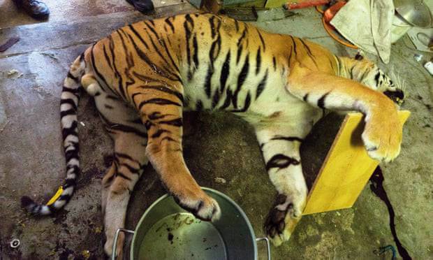 Šokantne fotografije: Otkrivena ilegalna farma tigrova u Češkoj