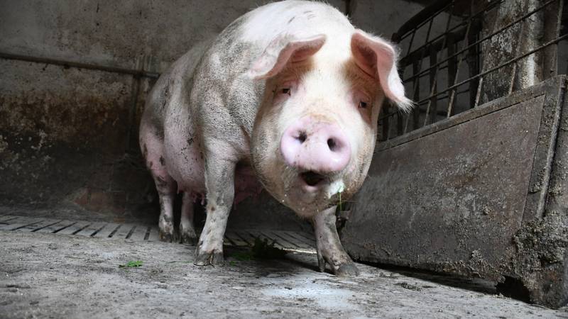 Novi slučajevi afričke svinjske kuge u Slavoniji, ovo su nove zone zaštite i nadziranja