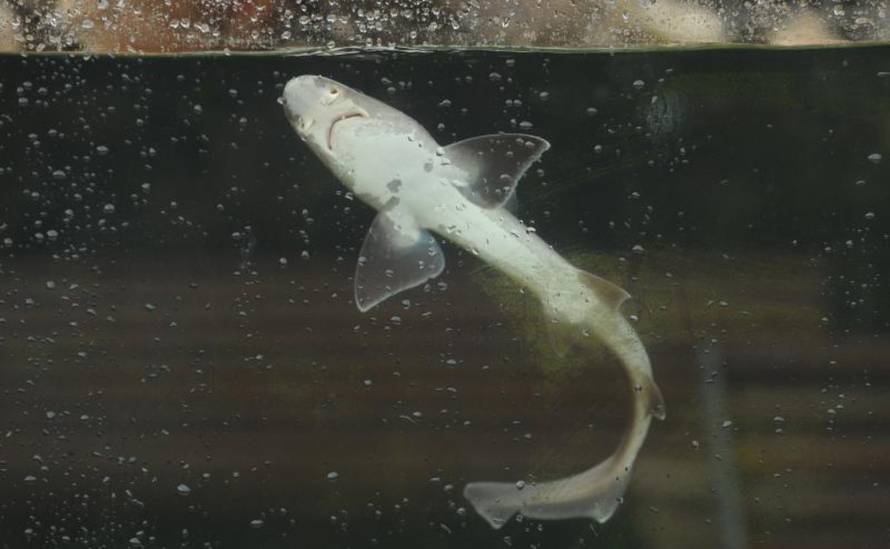 Hrvoje Jelavić/Pixsell