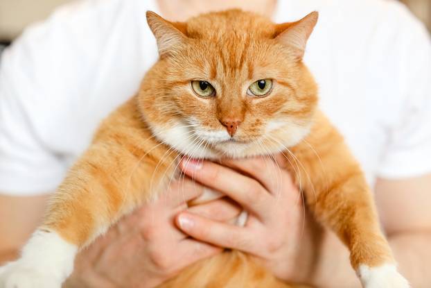 A,Big,Beautiful,Fluffy,Cat,In,Hands,Of,The,Owner.a