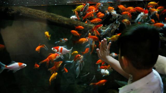 A young boy watches a goldfish aquarium as Paris aquarium launched an operation to take care of hundreds of goldfish abandoned by French holiday-makers, in Paris