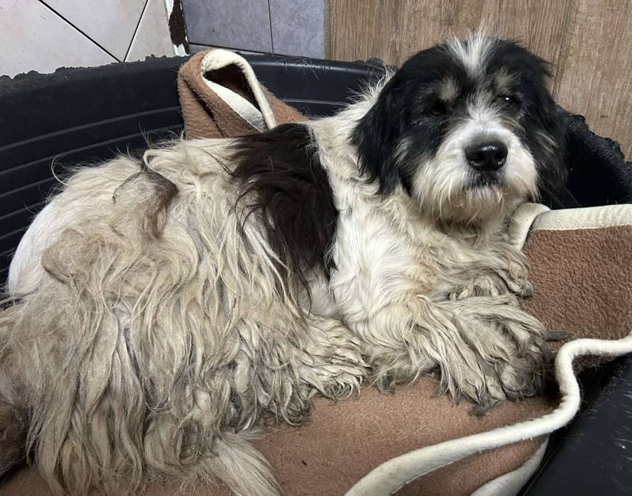 Iz romskog naselja u Međimurju spasili 37 pasa: 'Bez nadzora tu lutaju, a mačke ni ne prežive...'