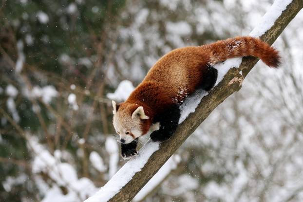 Zagreb: Snježno prijepodne u zoološkom vrtu