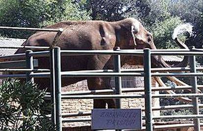 Brijuni: Titovi slonovi smršavjeli 100 kilograma