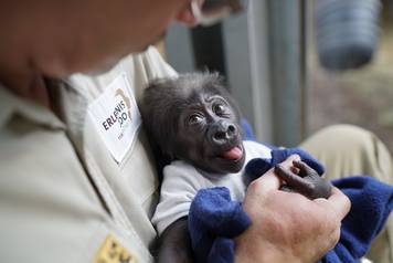 Animal Caretaker raises Gorilla