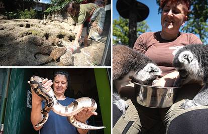 Timaritelj u zagrebačkom ZOO: 'S čimpanzama imam poseban ritual - svako jutro pijemo čaj'