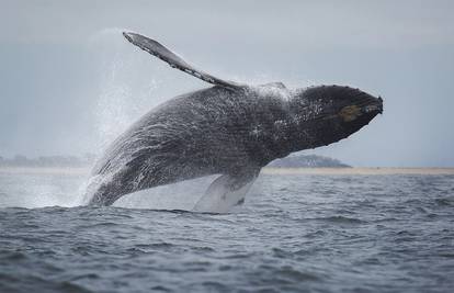 'Povučenim arktičkim kitovima prijete veće ugroze i katastrofe nego polarnim medvjedima'