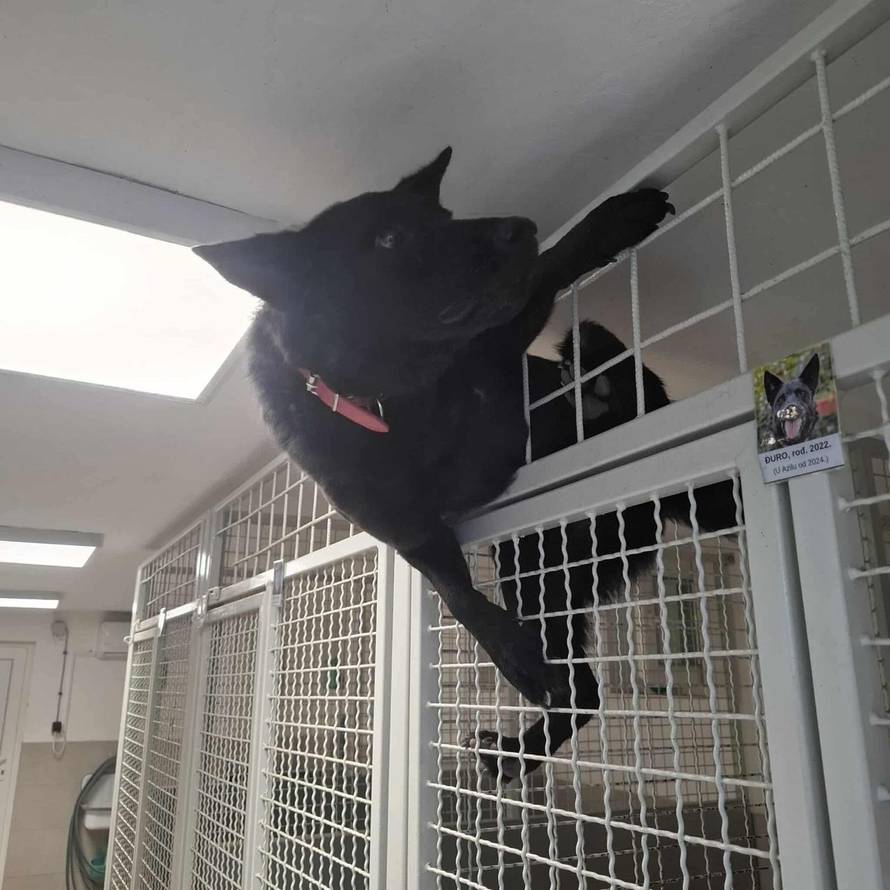 FOTO Bjegunac Đuro nasmijao društvo iz osječkog azila: 'Tog jutra trebao je na kastraciju'