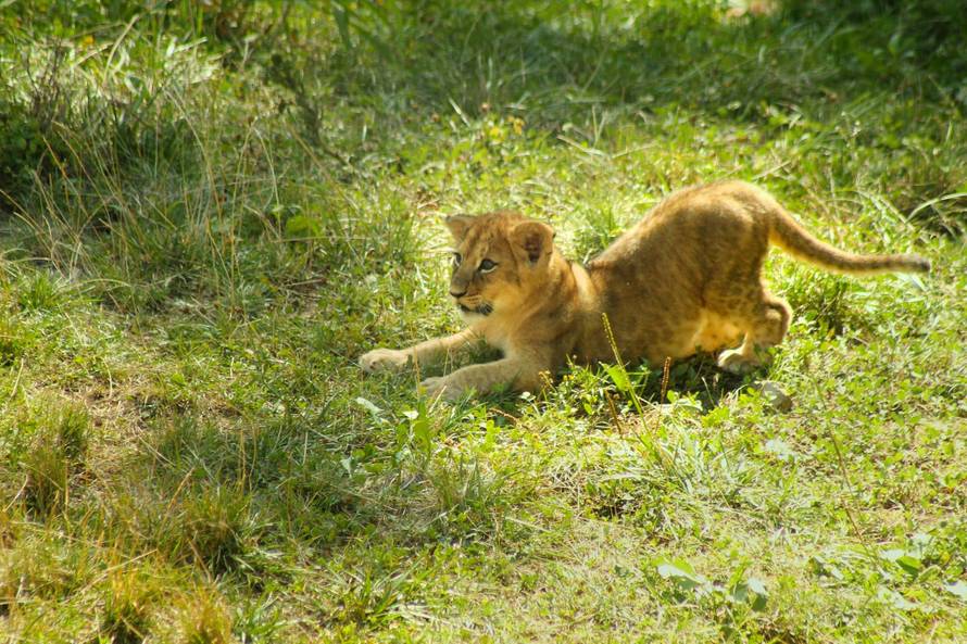 Mama ih pazi: Zagrebački lavići će se zvati Dunja i Mazalo?