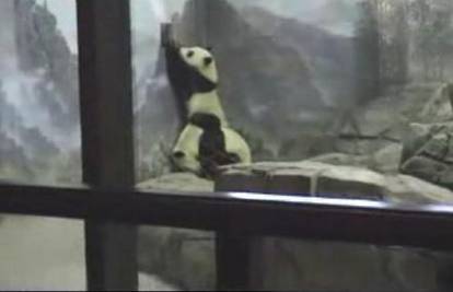 Panda pobjegla iz kaveza uz pomoć druge pande