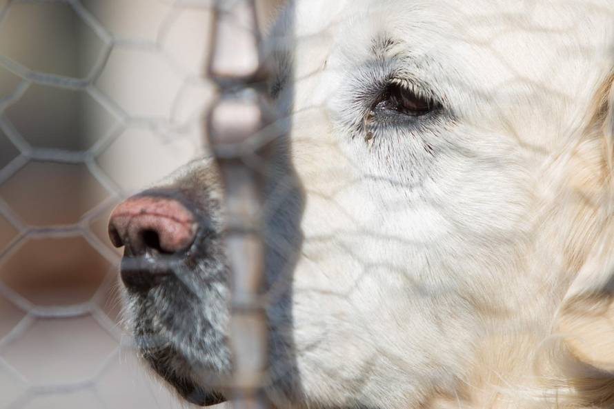 Tužni Rudijev pogled: Inače laje cijelu noć, od sinoć kad je umro Bandić, pas cijelo vrijeme šuti