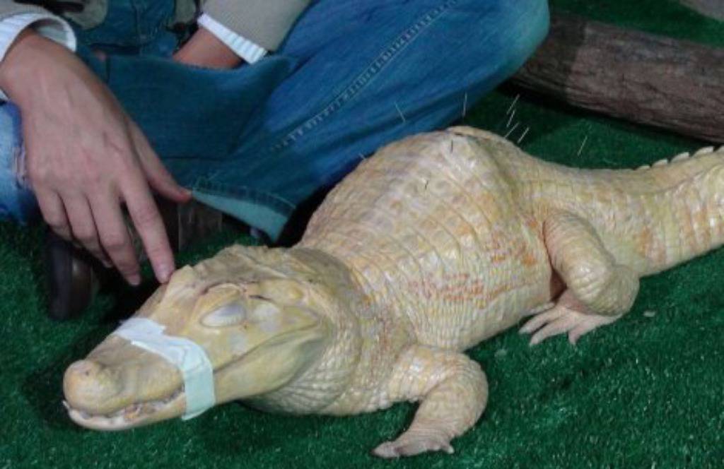 Albino aligator Bino zbog bolova ide na akunpukturu