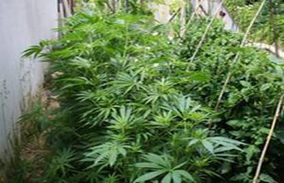 U vrtu uzgajao marihuanu, policiji ga prijavili susjedi