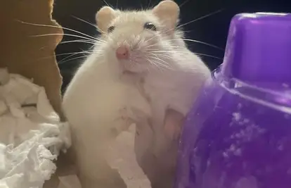 Debeli hrčak šokirao azil: 'Težio je dvostruko više od ideala, bio je na strogom režimu prehrane'