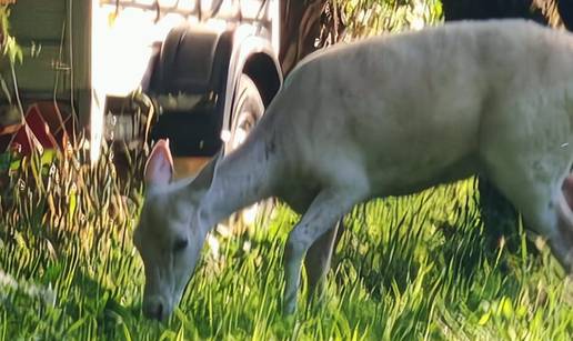 VIDEO Albino košuta mirno jela travu kraj kuća u Zagrebu