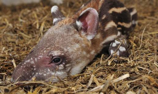 Beba tapir stara 2 dana predstavljena je javnosti