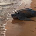 Na pustim plažama na Floridi i Tajlandu sve više ima kornjača