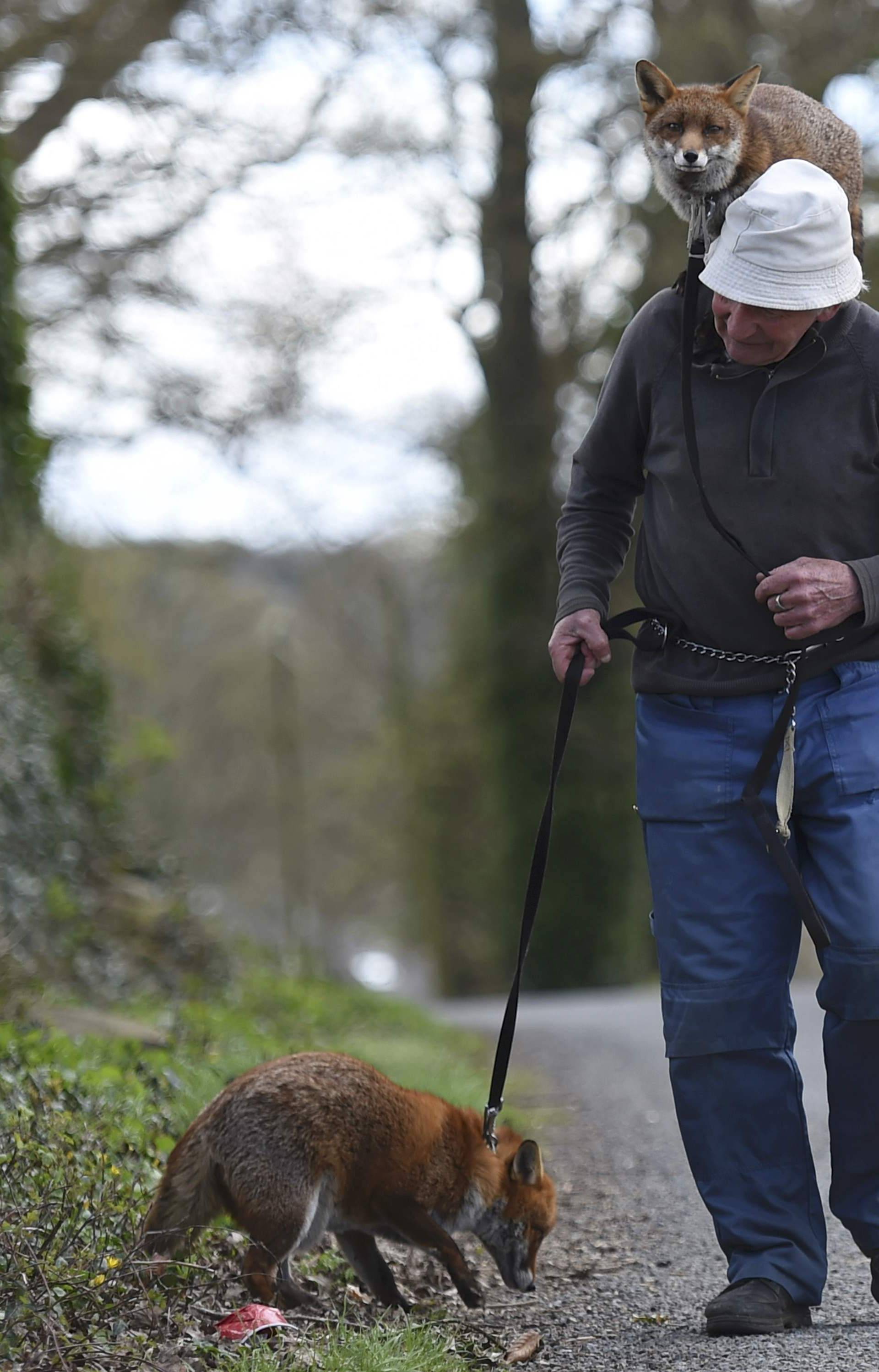 Patsy Gibbons takes his rescue foxes Grainne and Minnie for a walk in Kilkenny