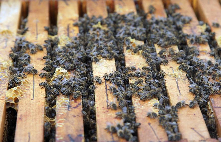 Željko Hladika/PIXSELL