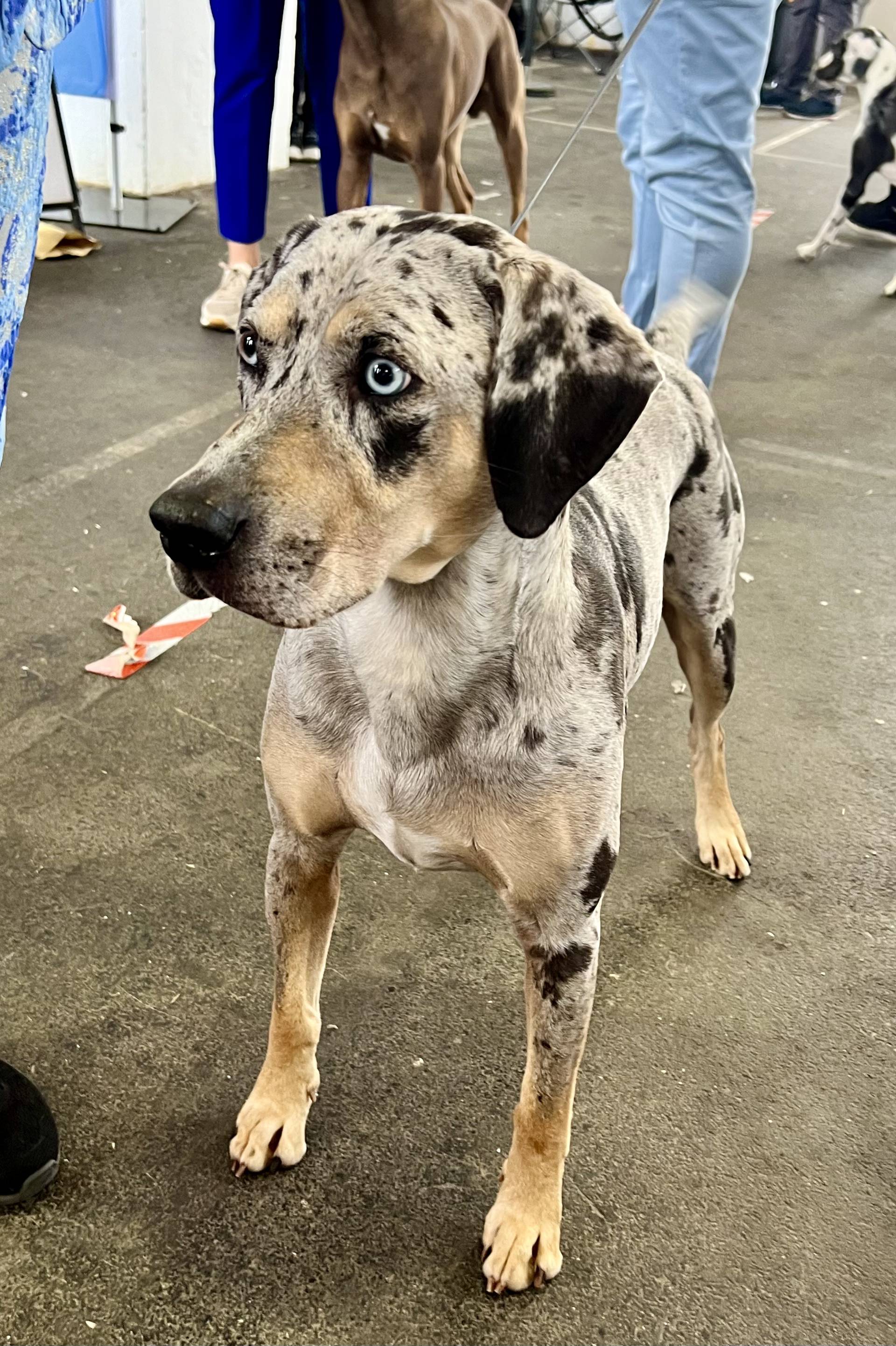 Catahoulski leopardski pas na Svjetskoj izložbi u Zagrebu