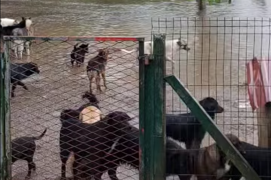 Udruga Šapa U Srcu Ogulin: Poplavljen azil za pse