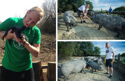 Sa zelenih terena u Slavoniju: Vida kukuruzom hranio svinje