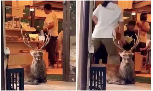 VIDEO Jelen blokirao ulaz u du&cacute;an i postao hit na internetu: 'On je novi &scaron;ef osiguranja!'