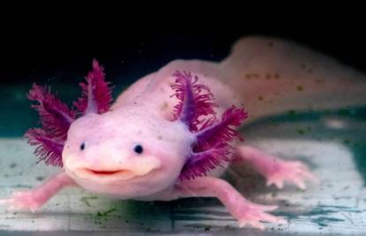 Upoznajte Axolotl, simpatičnog vodozemca u kojem se krije veliki medicinski potencijal