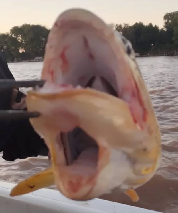 Fisherman catches mutant fish with two mouths and giant tongue