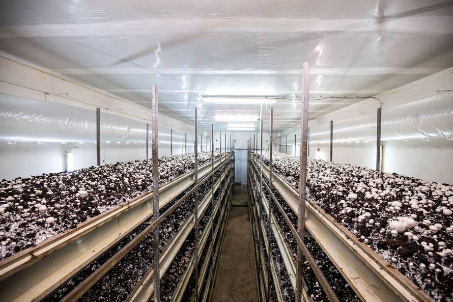 Izgradio je dva plastenika, a danas proizvodi 35 tona gljiva