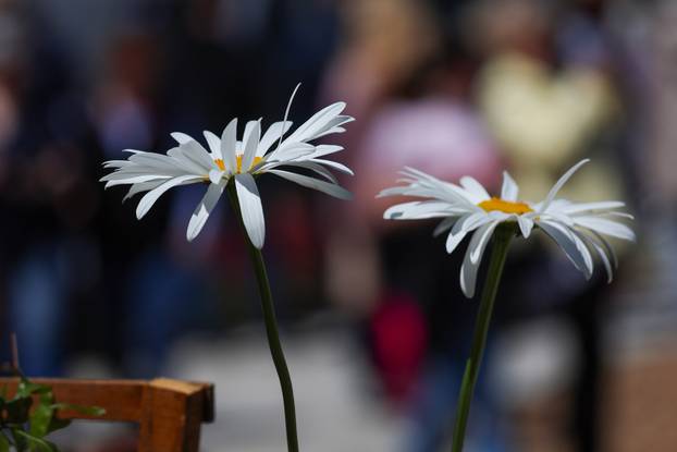 Zagreb: Sunce obasjalo Flora Art