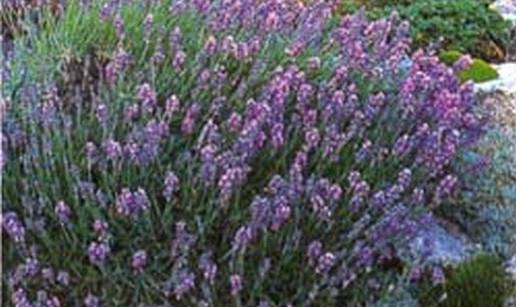 Lavanda pomaže drugim biljkama da bolje rastu