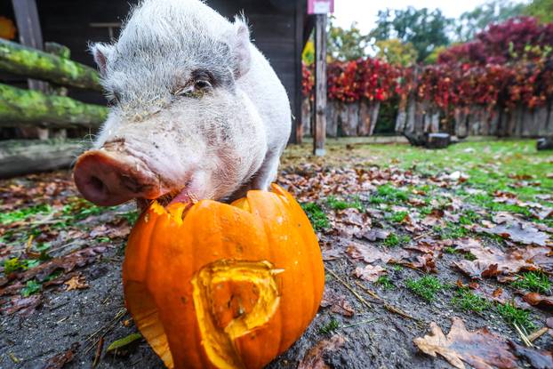 Zagreb: U Zoološkom vrtu organizirana podjela slasnih bundeva životinjama