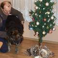 Božić na slobodi: Pas Medo će svoj brk omastiti janjetinom