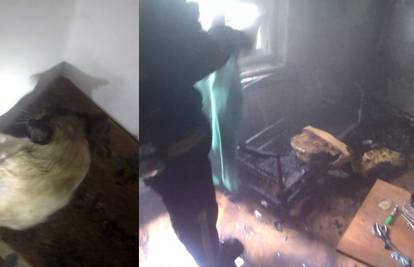 Vatrogasci iz gorućeg stana u Draškovićevoj spasili mačke