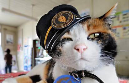 Zaposlili su mačku da oživi željeznicu i privuče putnike
