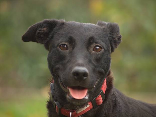 FOTO Ovi preslatki psići u Noinoj Arci čekaju samo vas da ih udomite