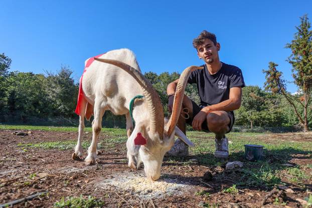 Vodnjan: Za Naj kozu 2025. godine izabrana je koza Jelena, vlasnika Mattea Muškovića 