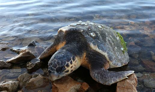 Ružan prizor: More na plažu  izbacilo mrtvu glavatu želvu