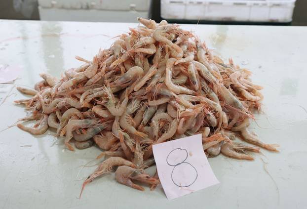 Šibenik: Ponuda na šibenskoj ribarnici