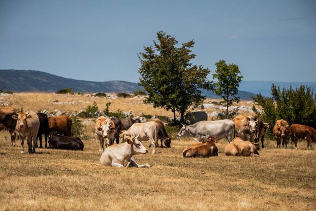 Gornje Maovice: Mjesto gdje je potvr&dstrok;en slu&ccaron;aj bedrenice